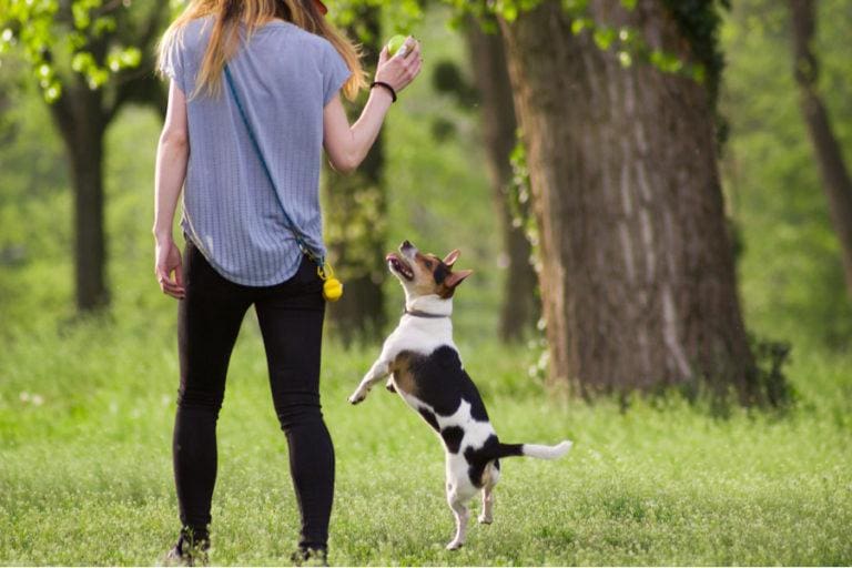 Exercises You Can Do While Walking Your Dog - Rethink Beautiful